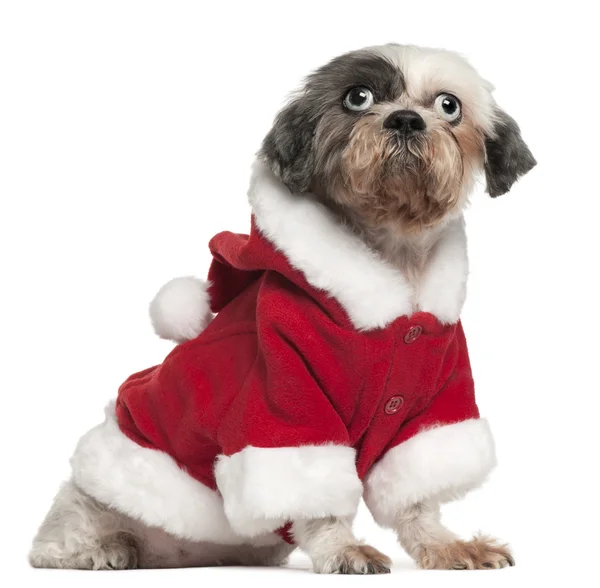 Shih Tzu wearing Santa outfit, 12 and a half years old, sitting in front of white background — стокове фото