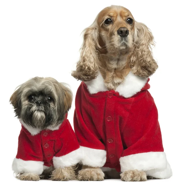 English Cocker Spaniel and Shih Tzu in Santa outfits sitting in front of white background — стокове фото