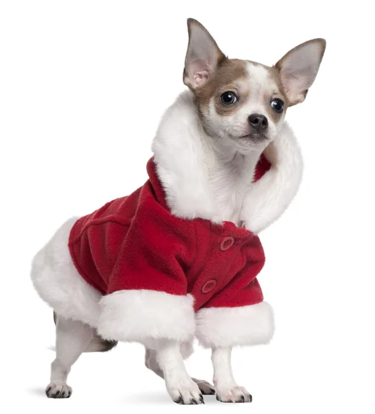 Chihuahua cachorro con traje de Santa Claus, 6 meses de edad, de pie delante de fondo blanco —  Fotos de Stock