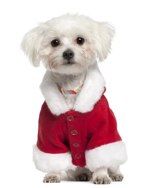 Maltese wearing Santa outfit, 18 months old, sitting in front of white background — Stock Photo, Image