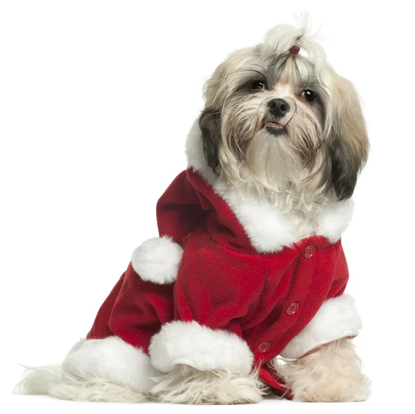 身穿圣诞老人服装，9 个月大，坐在白色背景前的西施小狗 — 图库照片