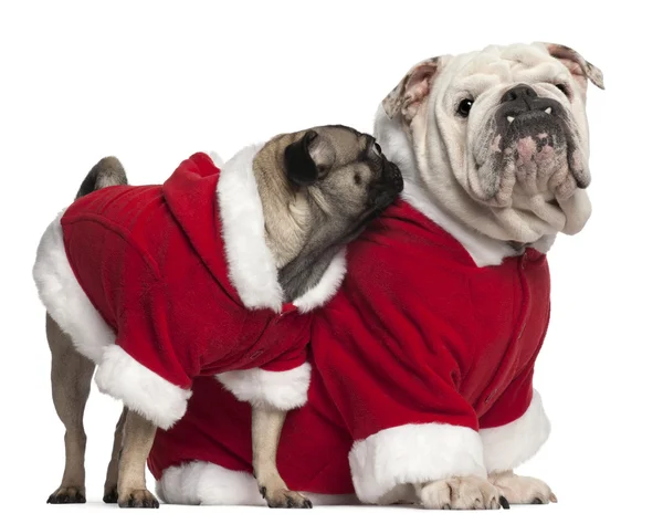 English bulldog and Pug wearing Santa outfits in front of white background — стокове фото
