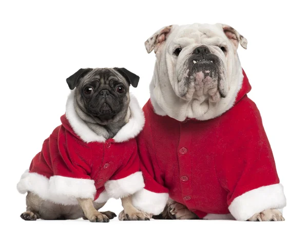 İngilizce bulldog ve beyaz arka plan önünde santa kıyafetler giyen pug — Stok fotoğraf
