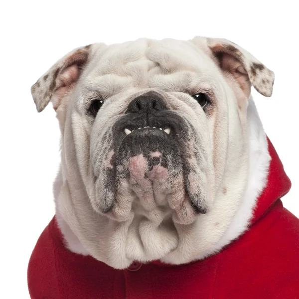 A white and tan bulldog poses in his Cowboys football jersey Stock Photo -  Alamy