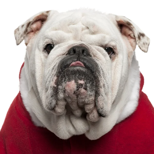 Close-up of English bulldog in Santa outfit, 4 years old, in front of white background — Stock Photo, Image