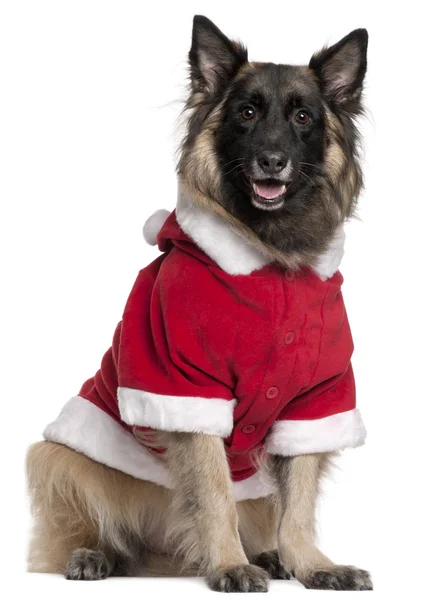 比利时牧羊犬或身穿圣诞老人服装，11 岁，坐在白色背景前的 tervuren — 图库照片