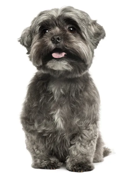 Shih Tzu panting, 3 years old, sitting in front of white background — Stock Photo, Image