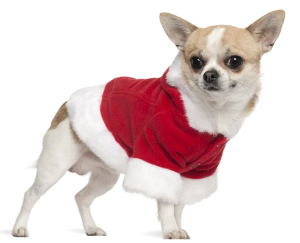 Chihuahua con traje de Santa Claus, 3 años, de pie frente al fondo blanco —  Fotos de Stock