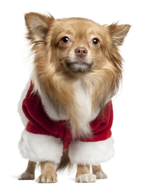 Chihuahua portant la tenue de Père Noël, 1 an, debout devant fond blanc — Photo