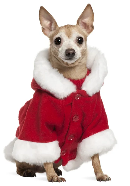 Cão misto vestindo roupa de Papai Noel, 8 anos, sentado na frente do fundo branco — Fotografia de Stock