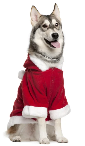 Siberische husky dragen van santa outfit, 7 maanden oud, zit op witte achtergrond — Stockfoto