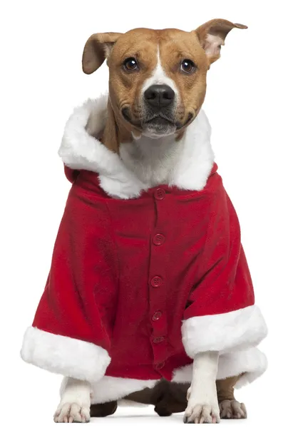 身穿圣诞老人服装，3 岁，坐在白色背景前的美国斯塔福德郡梗 — 图库照片