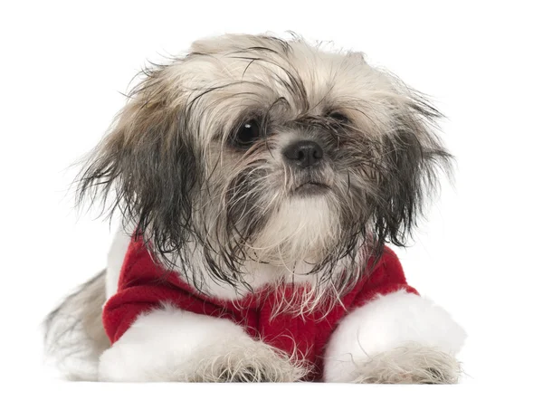 Shi tzu puppy Noel Baba kıyafeti, 5 aylık beyaz arka plan yalan — Stok fotoğraf