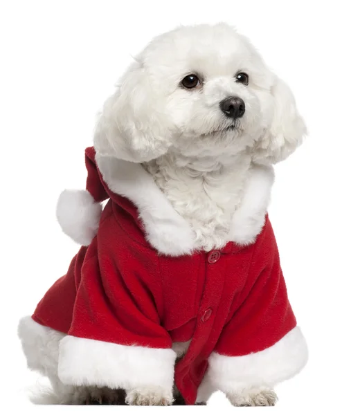 Malteser im Weihnachtsmann-Outfit, 5 Jahre alt, vor weißem Hintergrund sitzend — Stockfoto