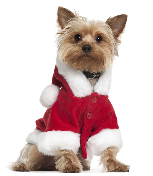 Yorkshire Terrier wearing Santa outfit, 12 months old, sitting in front of white background — Stock Photo, Image