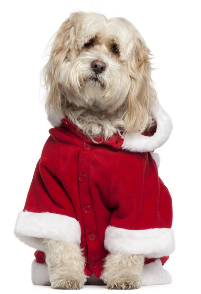 Tibetan Terrier wearing Santa outfit, 9 years old, sitting in front of white background