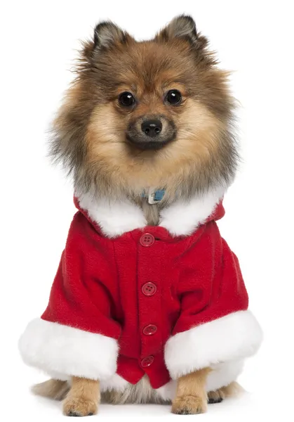 German Spitz wearing Santa outfit, 8 months old, sitting in front of white background — Stock Photo, Image