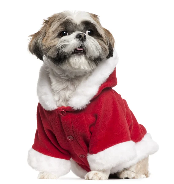 Shih Tzu wearing Santa outfit, 4 years old, sitting in front of white background — стокове фото