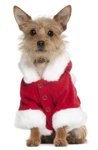Perro de raza mixta con traje de Santa Claus, 10 años, sentado frente al fondo blanco — Foto de Stock
