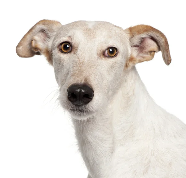 Închiderea câinelui de rasă mixtă, de 6 ani, în fața fundalului alb — Fotografie, imagine de stoc