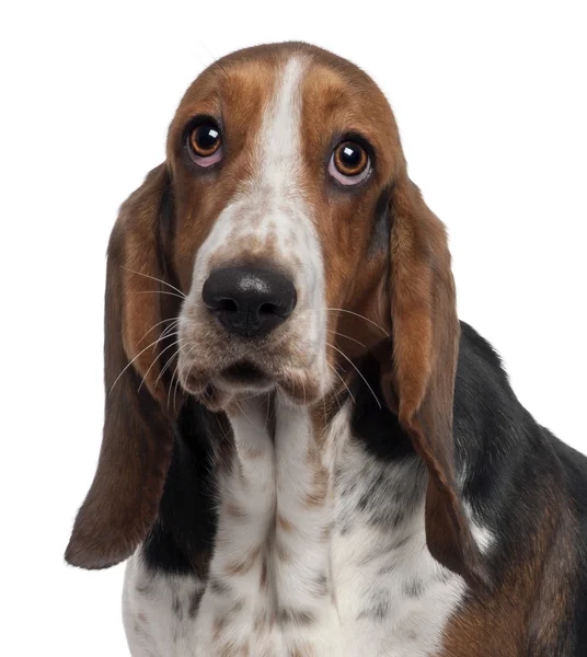 Bassett Hound, 6 years old, in front of white background — Stock Photo, Image