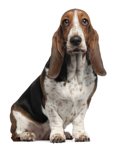 Bassett Hound, 6 years old, sitting in front of white background — Stockfoto