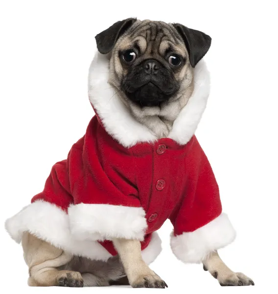 Pug puppy wearing Santa outfit, 6 months old, sitting in front of white background — стокове фото