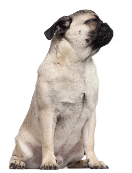 Pug cachorro mirando hacia arriba, 6 meses de edad, sentado delante de fondo blanco —  Fotos de Stock