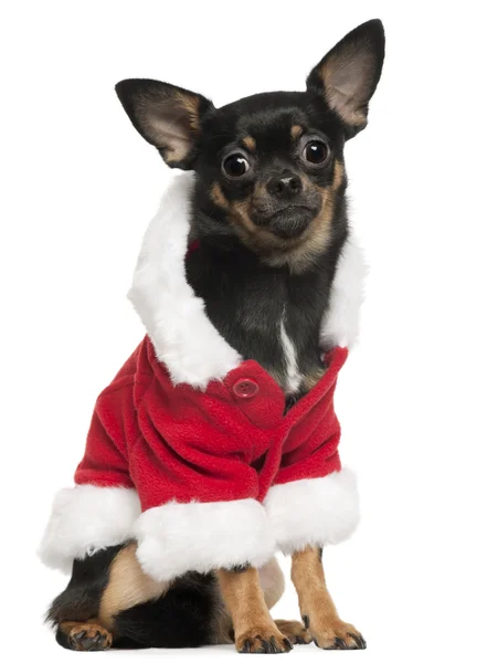 Noszenie stroju santa Chihuahua, 10 miesięcy, siedząc z przodu białe tło — Zdjęcie stockowe