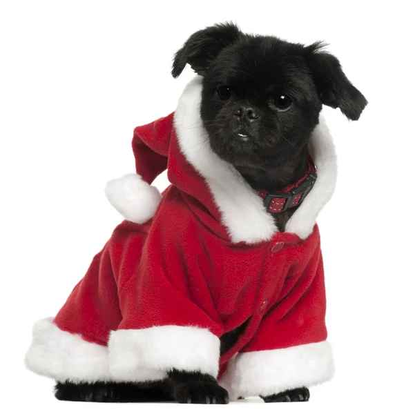 Cão misto vestindo roupa de Papai Noel, 11 anos, sentado na frente do fundo branco — Fotografia de Stock