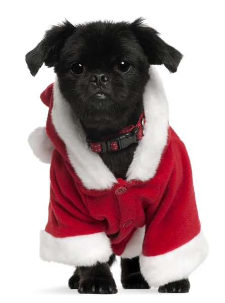 Mixed-breed dog wearing Santa outfit, 11 years old, standing in front of white background — 스톡 사진