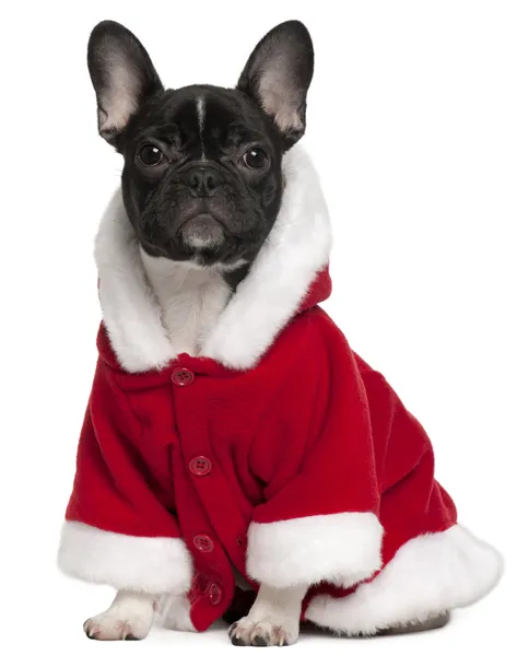 Noel Baba kıyafeti, 6 ay yaşlı, beyaz arka plan oturan giymiş Fransız bulldog yavrusu — Stok fotoğraf