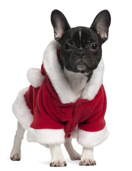 Cachorro bulldog francés con traje de Santa Claus, 6 meses de edad, de pie frente al fondo blanco —  Fotos de Stock