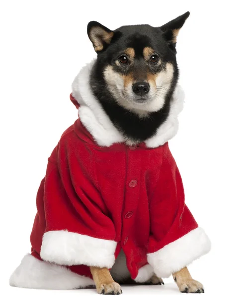 Shiba inu im Weihnachtsmann-Outfit, 2 Jahre alt, sitzt vor weißem Hintergrund — Stockfoto