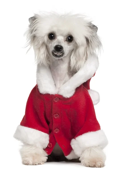 Chinese Crested Dog vestindo roupa de Papai Noel, 1 ano, sentado na frente do fundo branco — Fotografia de Stock
