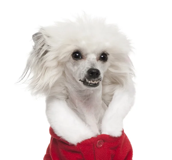 Primo piano di Chinese Crested Dog vestito da Babbo Natale, 1 anno, davanti allo sfondo bianco — Foto Stock