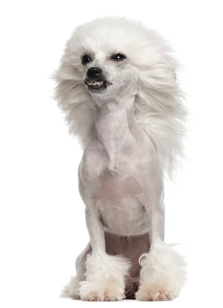 白い背景の前に座っている 1 歳、風に髪を中国語の紋付き犬 — ストック写真