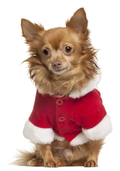 Chihuahua giyen Noel Baba kıyafeti, 8 yıl eski, önünde oturan arka plan beyaz. — Stok fotoğraf