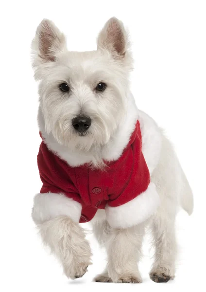 West Highland White Terrier con traje de Santa Claus, 8 meses de edad, delante de fondo blanco — Foto de Stock