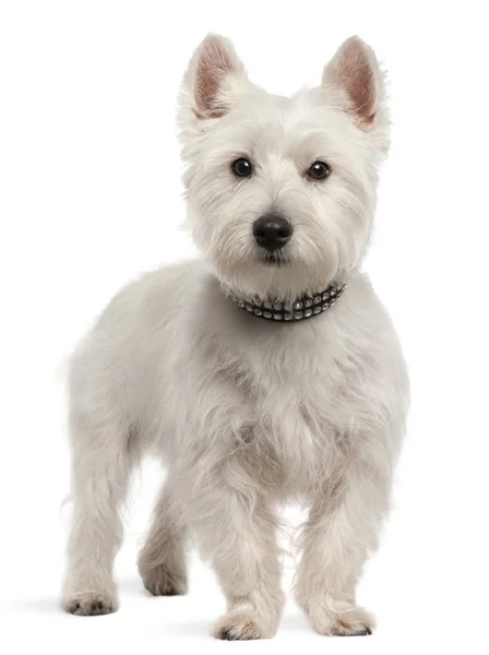 West Highland White Terrier, 8 months old, standing in front of white background — Stock Photo, Image