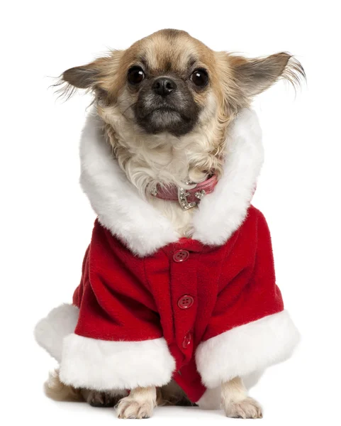 Chihuahua vestindo roupa de Papai Noel, 5 anos, sentado na frente do fundo branco — Fotografia de Stock