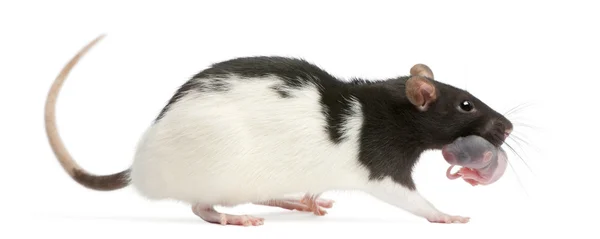 Mother rat carrying her baby in her mouth, 5 days old, in front of white background — 스톡 사진