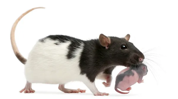 Madre rata llevando a su bebé en la boca, 5 días de edad, delante de fondo blanco —  Fotos de Stock