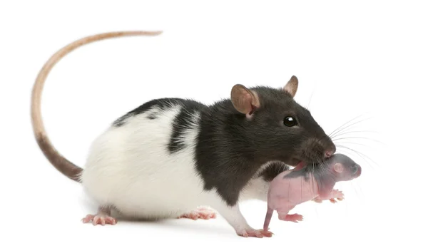 Mãe rato carregando seu bebê em sua boca, 5 dias de idade, na frente de fundo branco — Fotografia de Stock