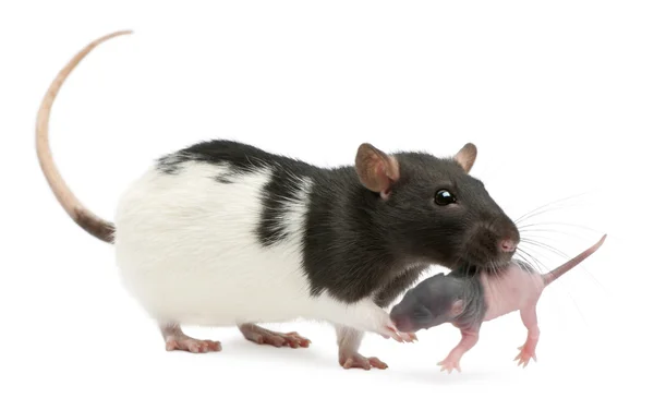 Madre rata llevando a su bebé en la boca, 5 días de edad, delante de fondo blanco — Foto de Stock