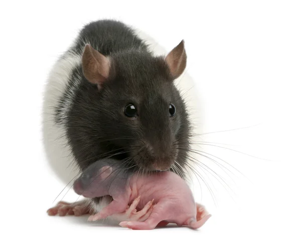 Szczur matki noszenie dziecka w jej usta, 5 dni, przed białym tle — Zdjęcie stockowe