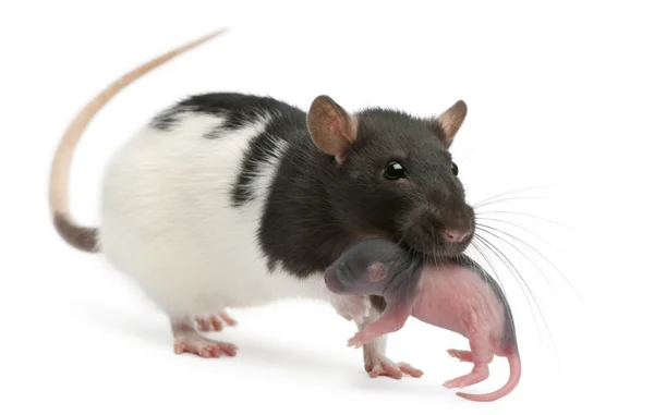 Madre rata llevando a su bebé en la boca, 5 días de edad, delante de fondo blanco —  Fotos de Stock