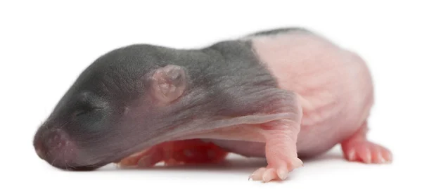 Bebek sıçan, 5 gün eski beyaz arka plan — Stok fotoğraf