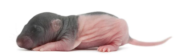 Baby rat, 5 days old, in front of white background — Stock Photo, Image