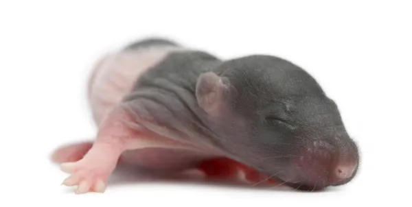 Baby råtta, 5 dagar gammal, framför vit bakgrund — Stockfoto
